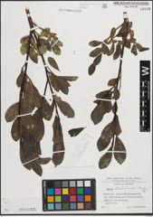 Foto von Salix mielichhoferi Saut.